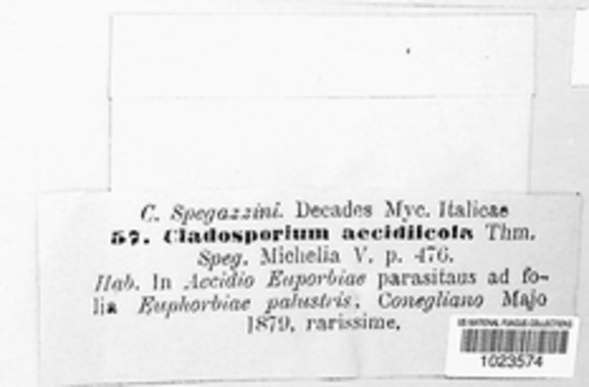 Cladosporium acaciicola image